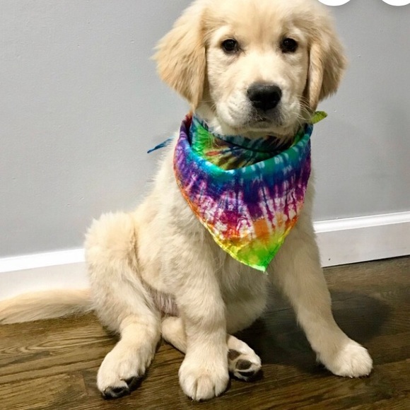 FUNDOG BANDANA 100% COTTON for medium large dog NWT - Picture 2 of 9